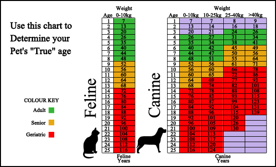 Three Hearts Veterinary Hospital - Surveillance Screening